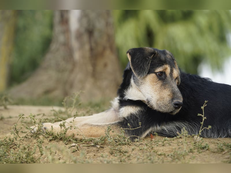 Lucky : fröhlicher, verschmuster Welpe sucht seine Familie