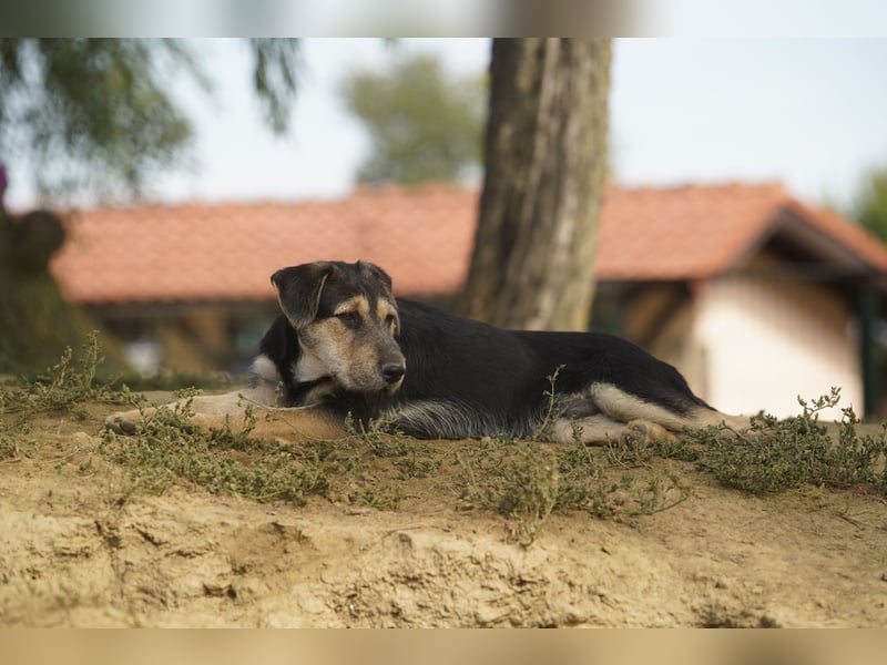 Lucky : fröhlicher, verschmuster Welpe sucht seine Familie