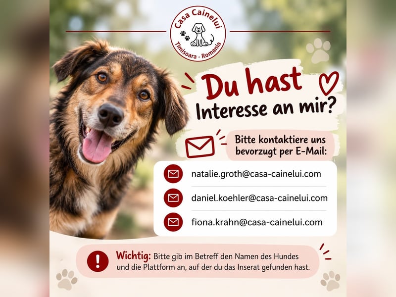 Jerry – fröhlicher, menschenbezogener Rüde sucht sein Für-immer-Zuhause