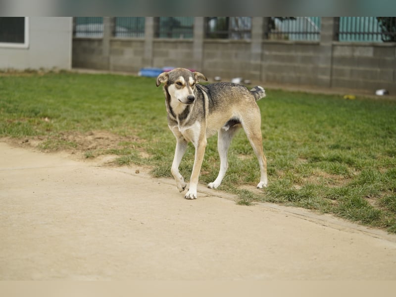 Elliot – sensibler Junghund sucht geduldige Menschen mit Herz