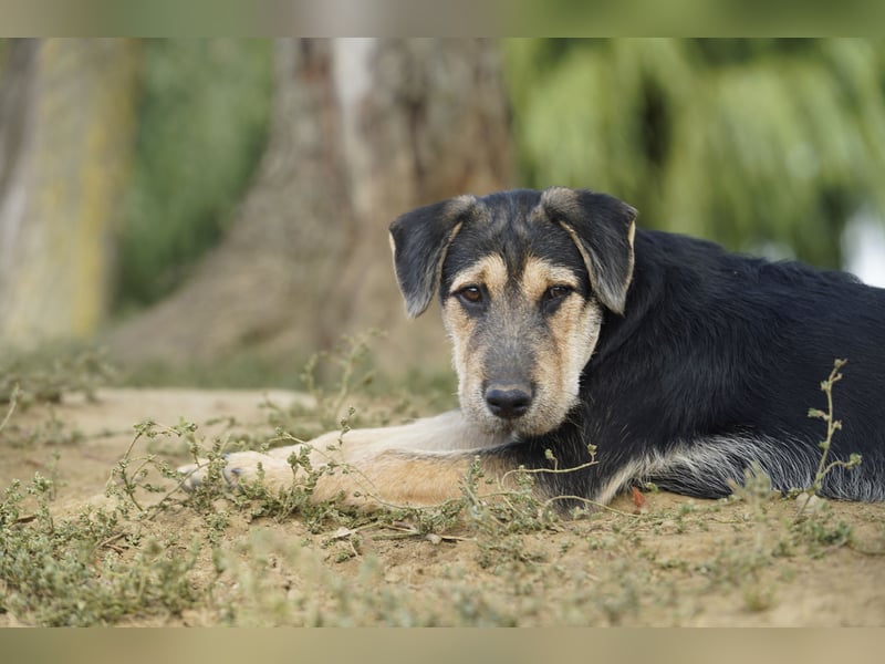 Lucky : fröhlicher, verschmuster Welpe sucht seine Familie