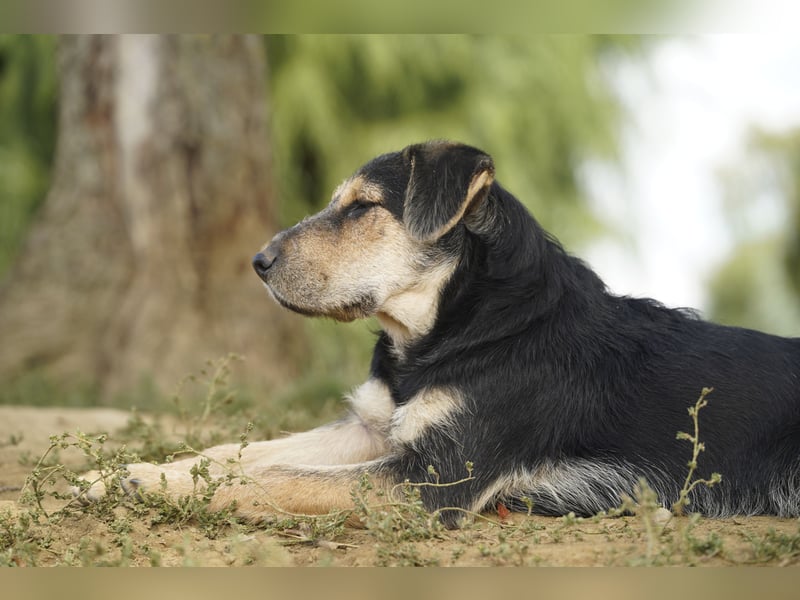 Lucky : fröhlicher, verschmuster Welpe sucht seine Familie