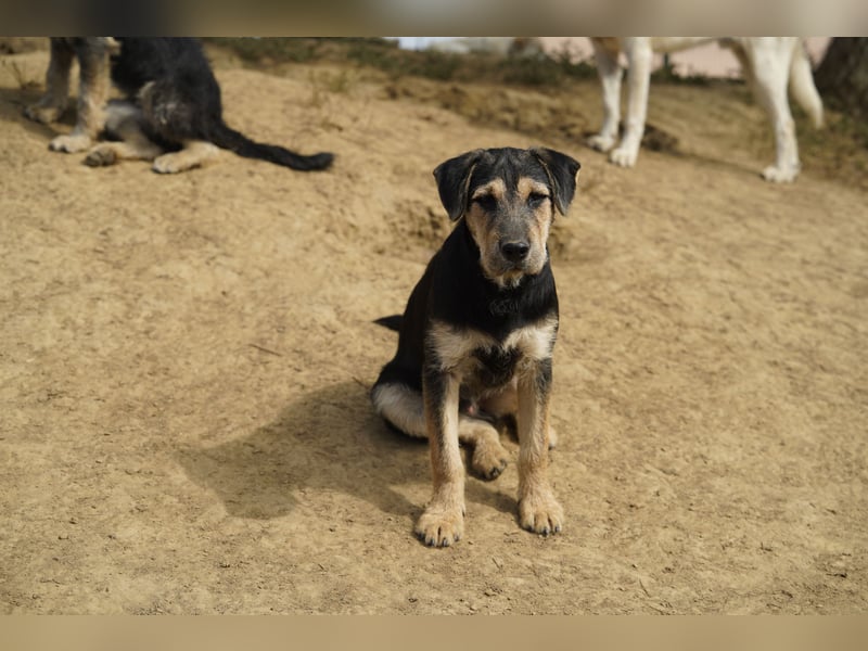 Lucky : fröhlicher, verschmuster Welpe sucht seine Familie