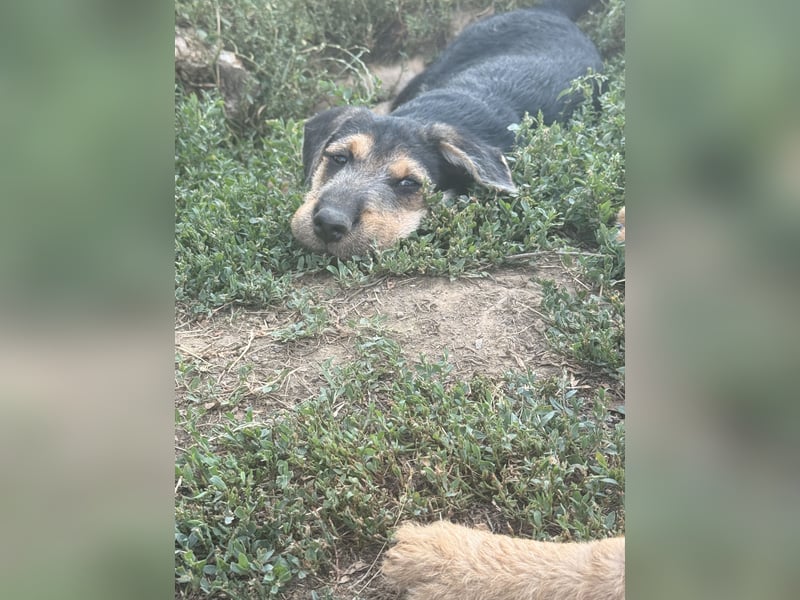Lucky : fröhlicher, verschmuster Welpe sucht seine Familie