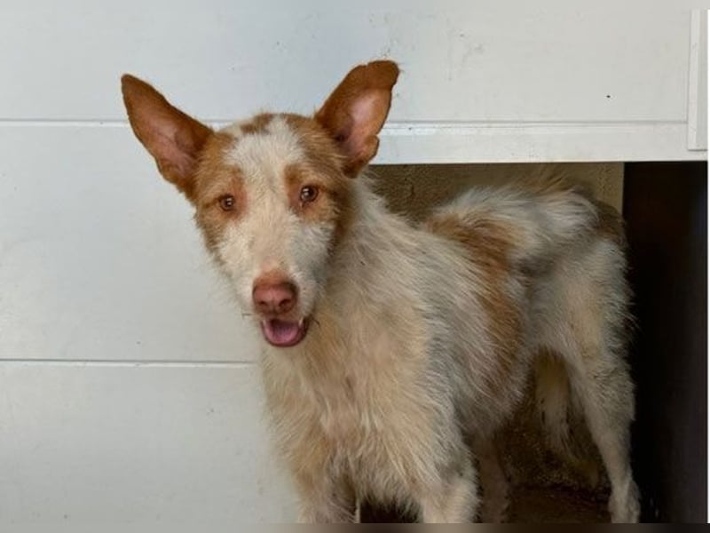 Yuki (W) - lieb, braucht etwas Geduld