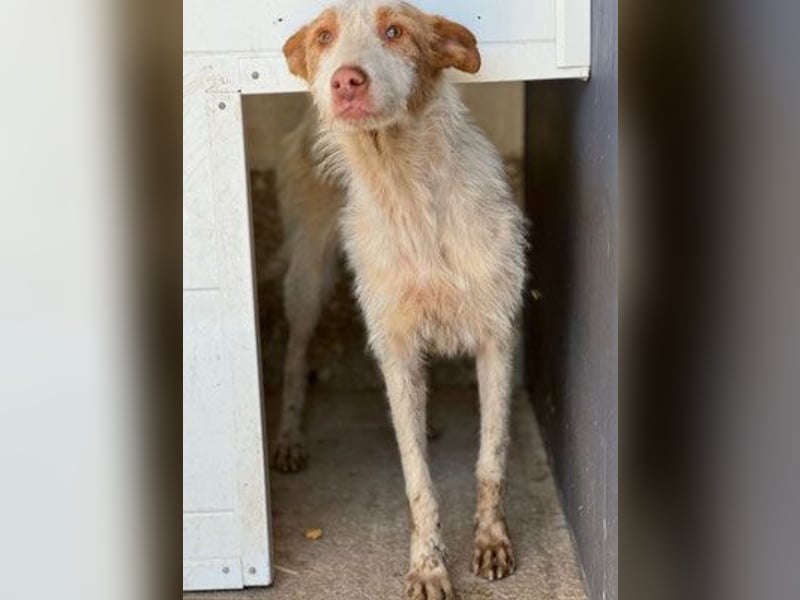Yuki (W) - lieb, braucht etwas Geduld
