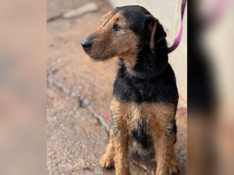 ROY (M) - Aktiv, verspielt, freundlich