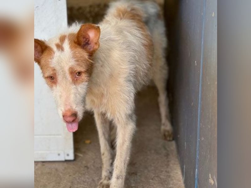 Yuki (W) - lieb, braucht etwas Geduld