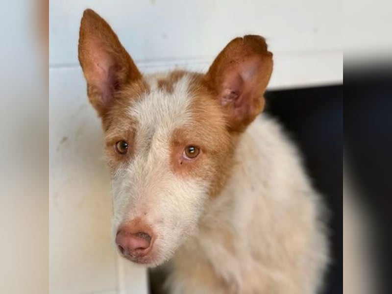 Yuki (W) - lieb, braucht etwas Geduld