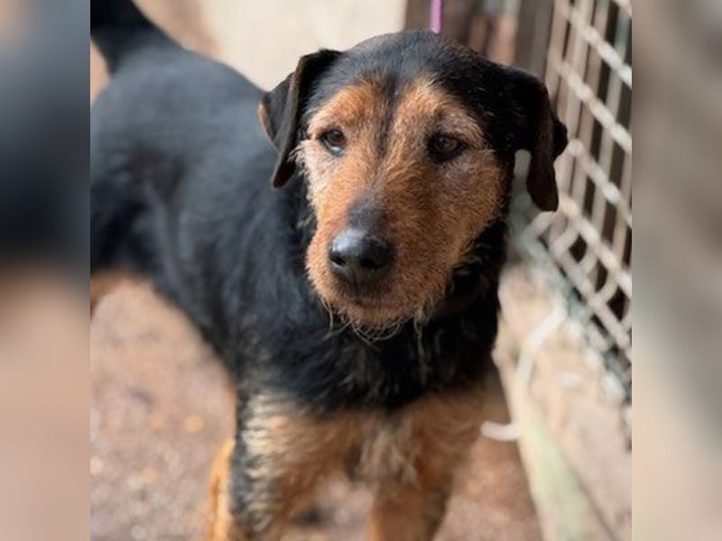 ROY (M) - Aktiv, verspielt, freundlich