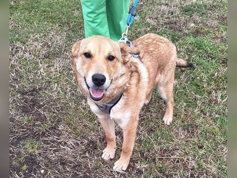 Dömper sucht ein Zuhause