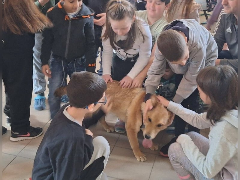 Dömper sucht ein Zuhause