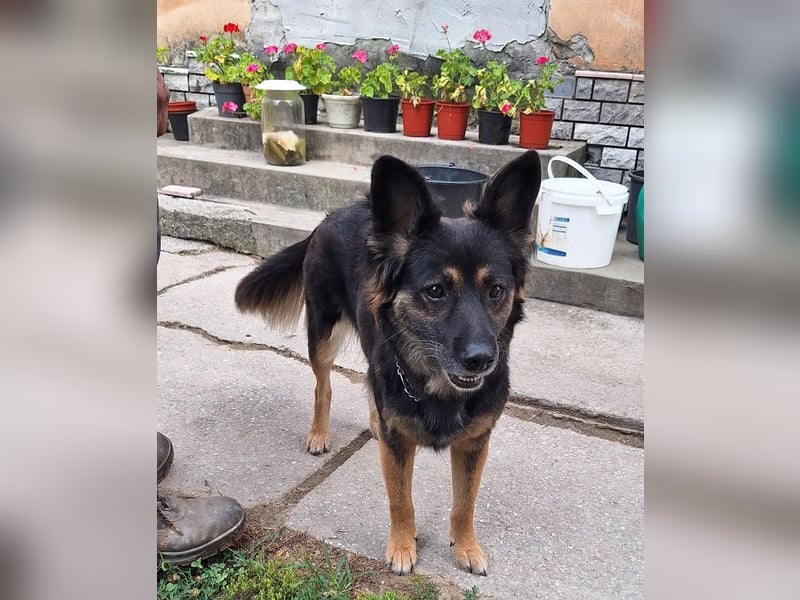 Mona sucht ein Zuhause