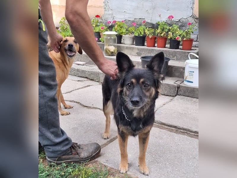 Mona sucht ein Zuhause