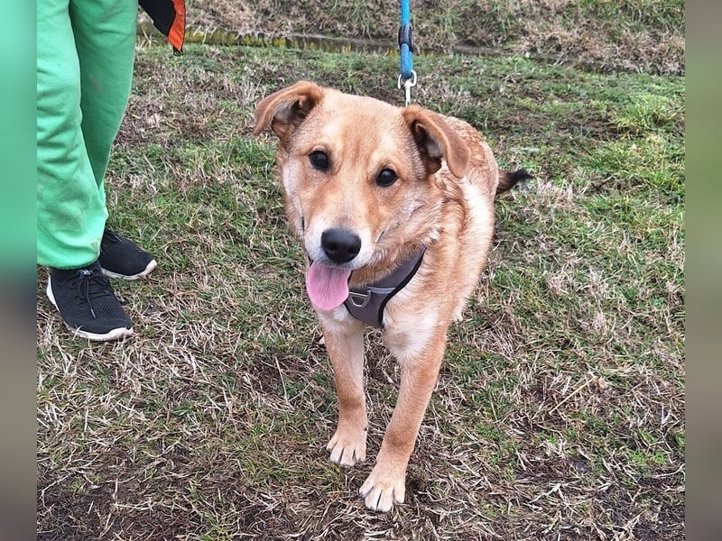 Dömper sucht ein Zuhause