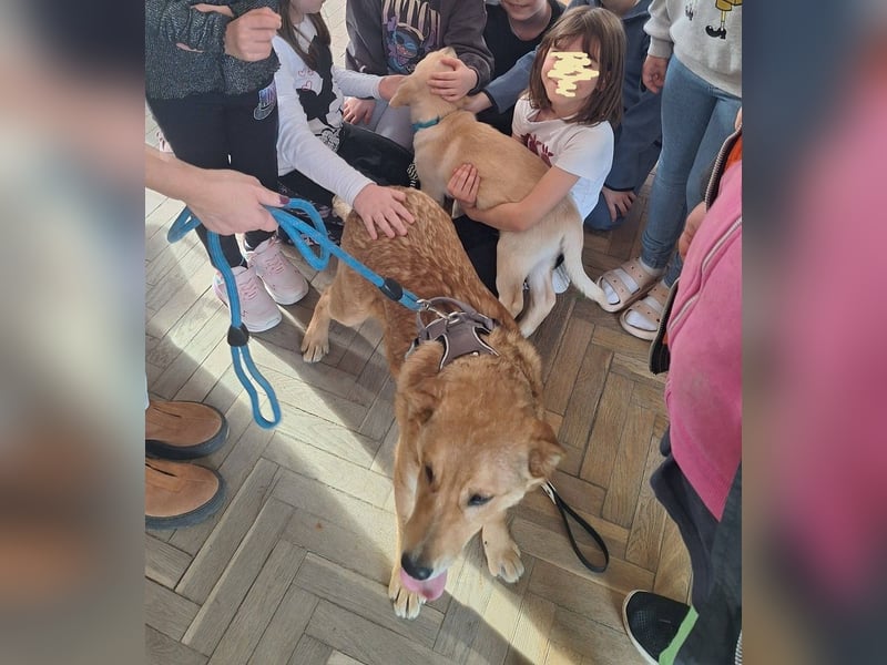 Dömper sucht ein Zuhause