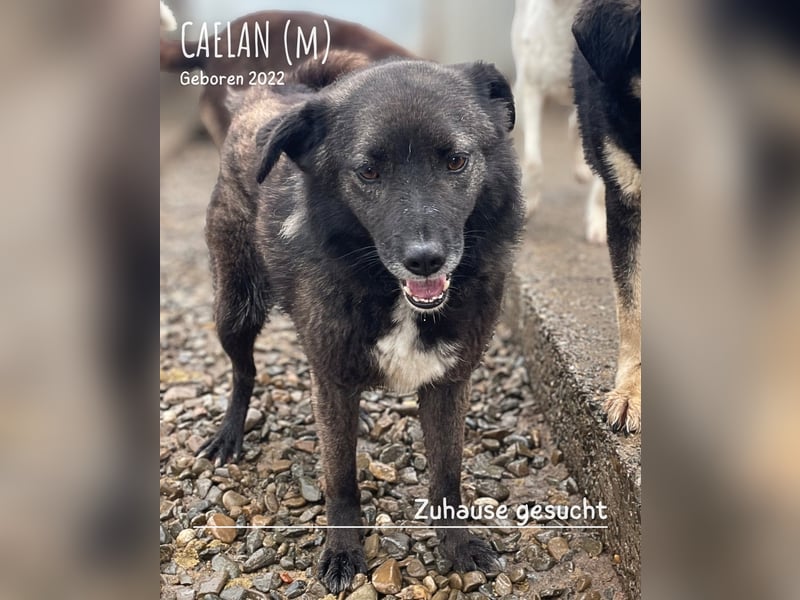 Caelan ein Hund aus Reihe zwei möchte gesehen werden