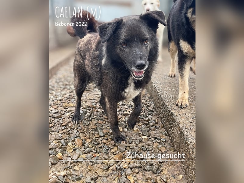 Caelan ein Hund aus Reihe zwei möchte gesehen werden