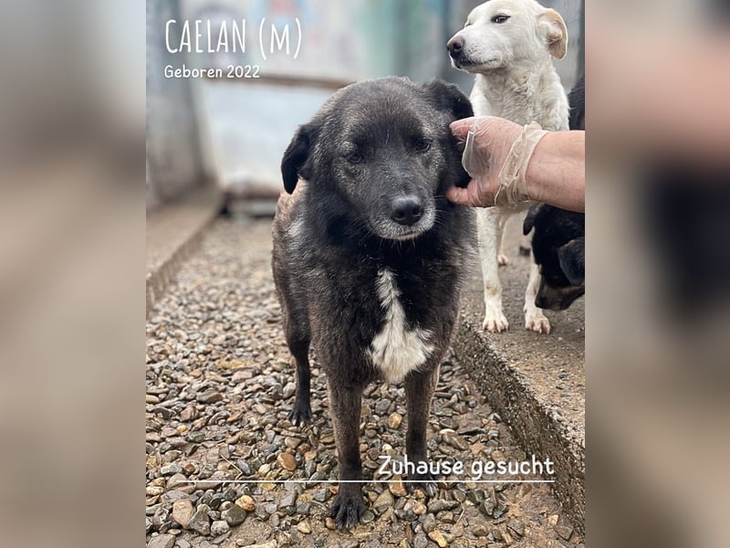 Caelan ein Hund aus Reihe zwei möchte gesehen werden