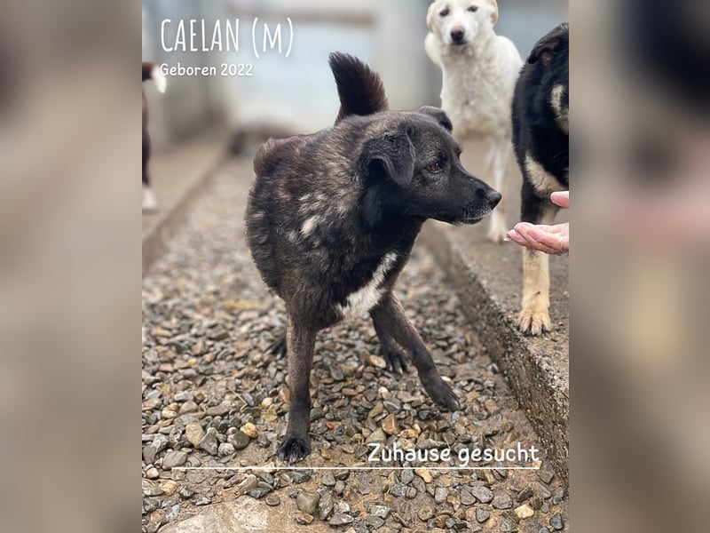Caelan ein Hund aus Reihe zwei möchte gesehen werden