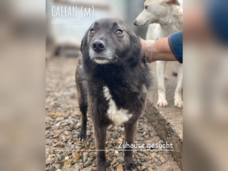 Caelan ein Hund aus Reihe zwei möchte gesehen werden