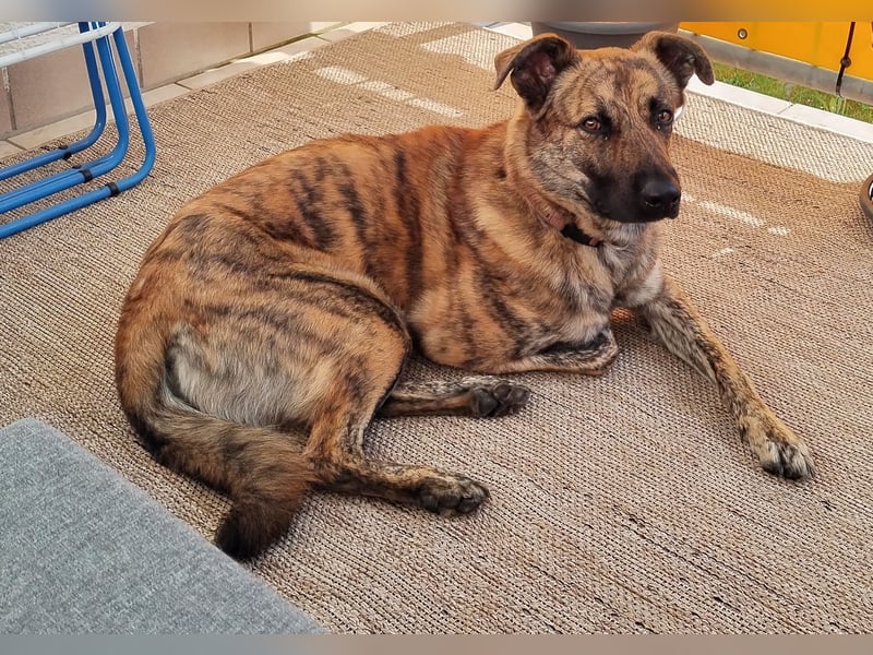 ❤️ Ein lieber, sensibler Hund sucht sein Für-immer-Zuhause