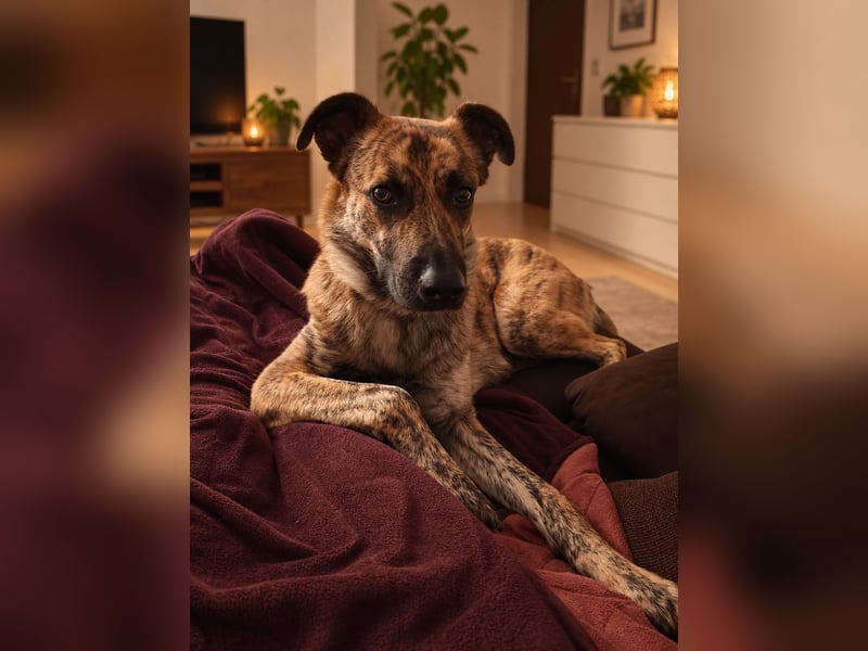❤️ Ein lieber, sensibler Hund sucht sein Für-immer-Zuhause