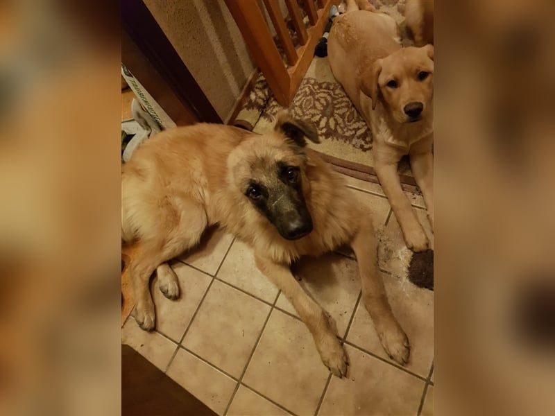 Einohrküken sucht Familie