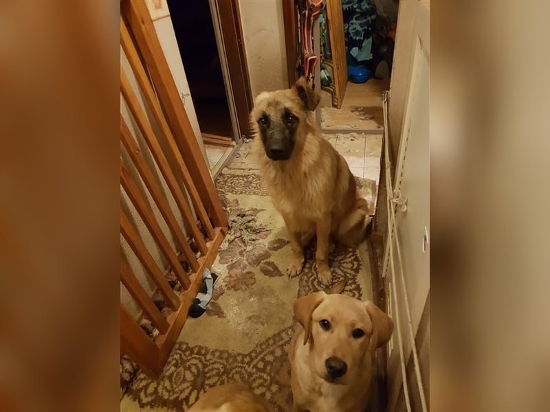 Einohrküken sucht Familie