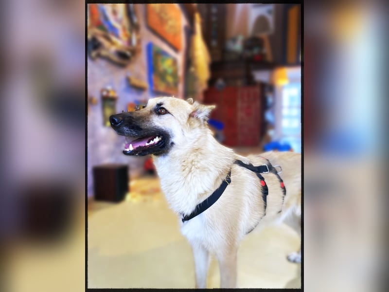 Eine echte Seele, auf der Suche nach ihren Seelens-Menschen!