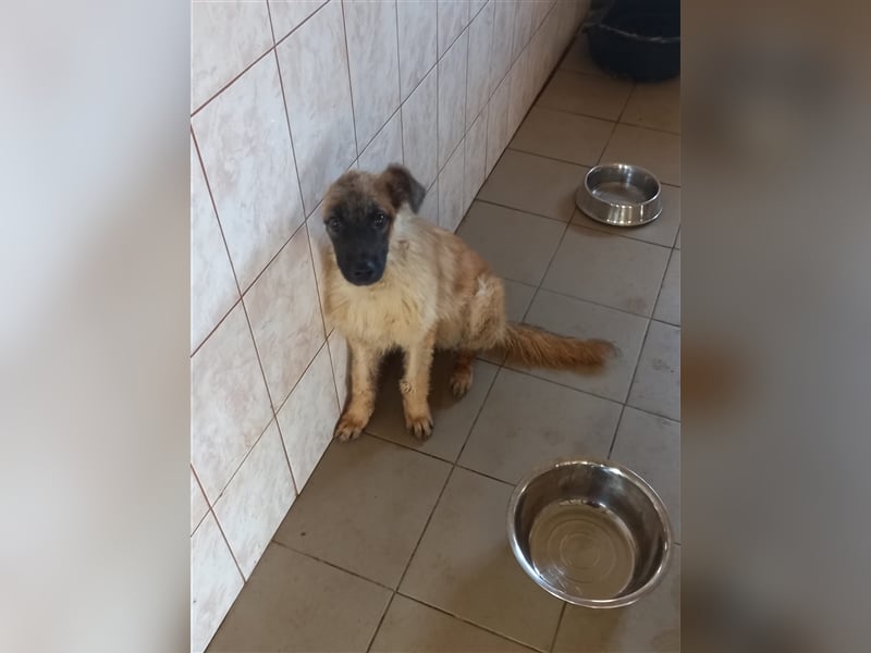 Einohrküken sucht Familie