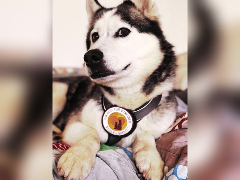 Adopt, don´t shop!