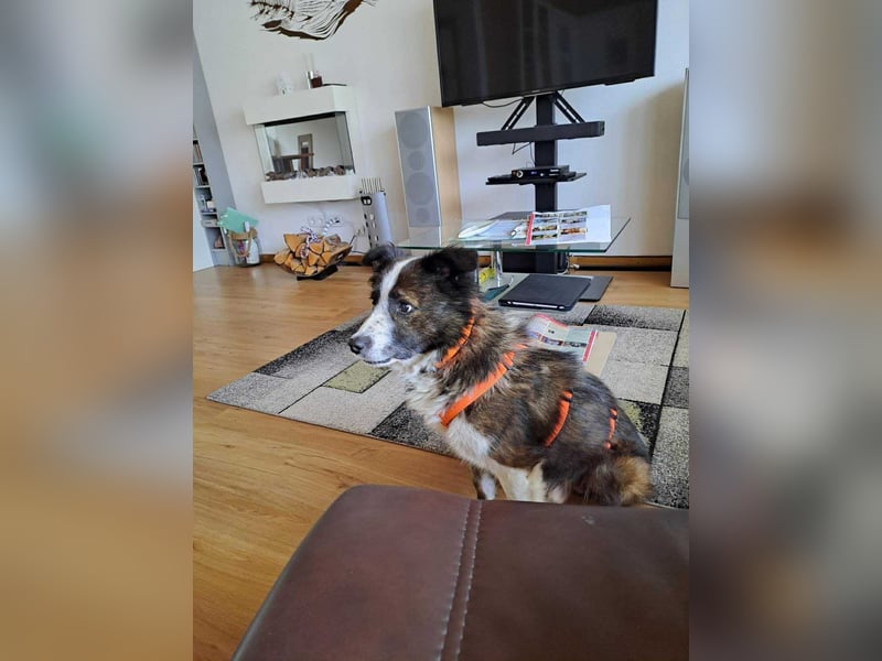 Enzo - sanftes Herz sucht ruhigen Hafen