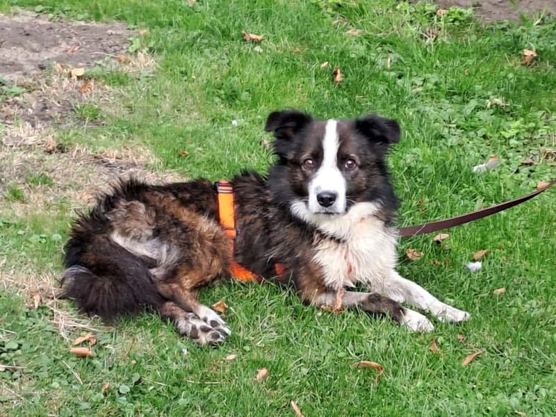 Enzo - sanftes Herz sucht ruhigen Hafen