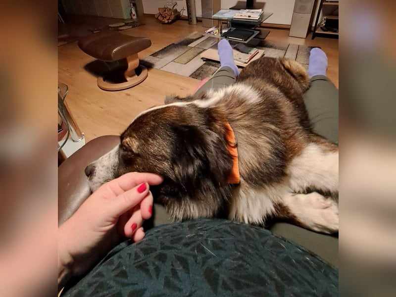 Enzo - sanftes Herz sucht ruhigen Hafen