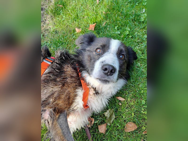 Enzo - sanftes Herz sucht ruhigen Hafen