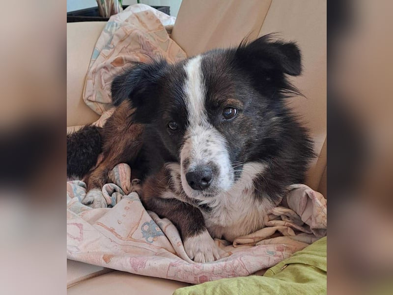 Enzo - sanftes Herz sucht ruhigen Hafen