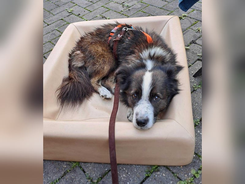 Enzo - sanftes Herz sucht ruhigen Hafen