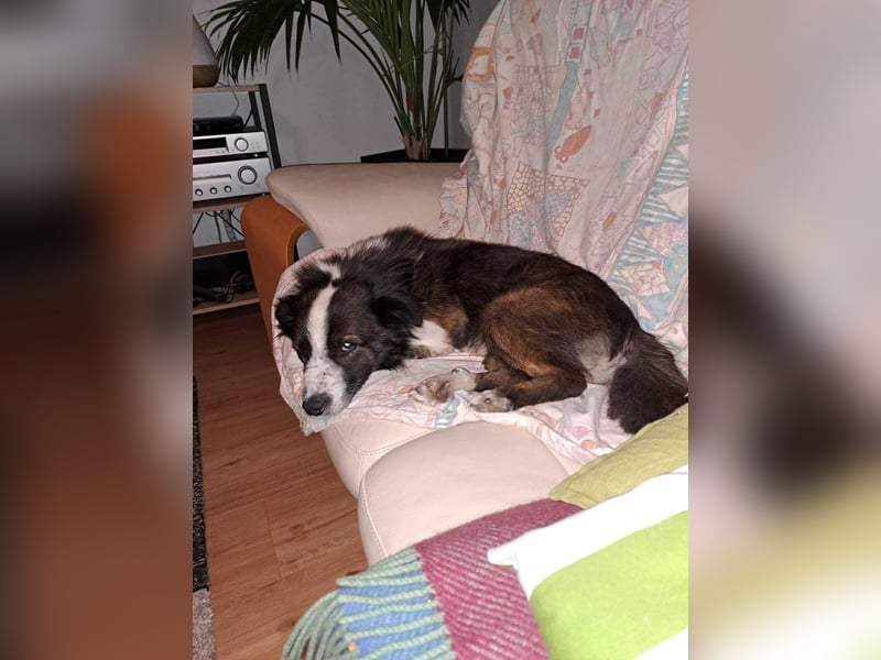 Enzo - sanftes Herz sucht ruhigen Hafen