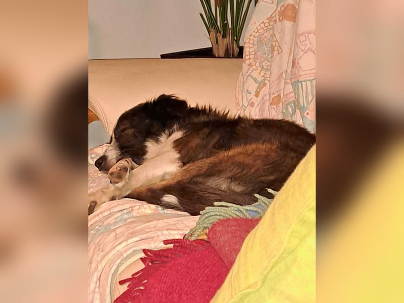 Enzo - sanftes Herz sucht ruhigen Hafen