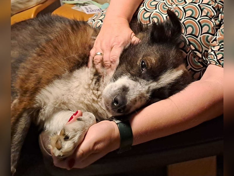 Enzo - sanftes Herz sucht ruhigen Hafen