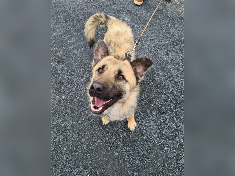 Suki - Hündin mit Potential