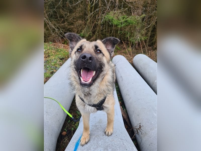 Suki - Hündin mit Potential