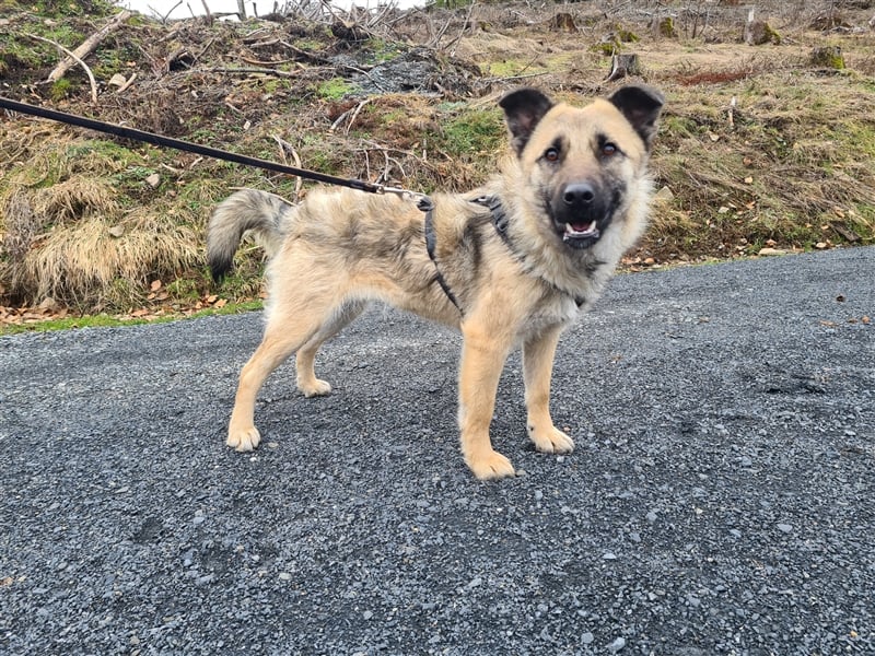 Suki - Hündin mit Potential