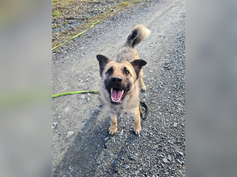 Suki - Hündin mit Potential