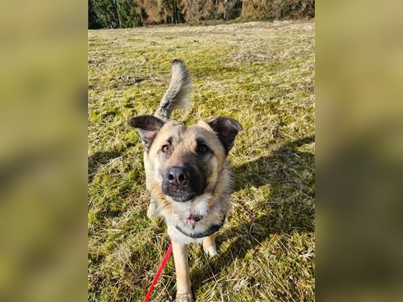 Suki - Hündin mit Potential