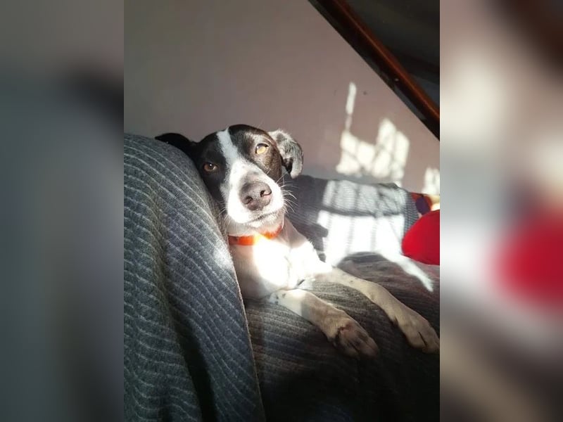 Aufgeweckter Junghund Ozzy