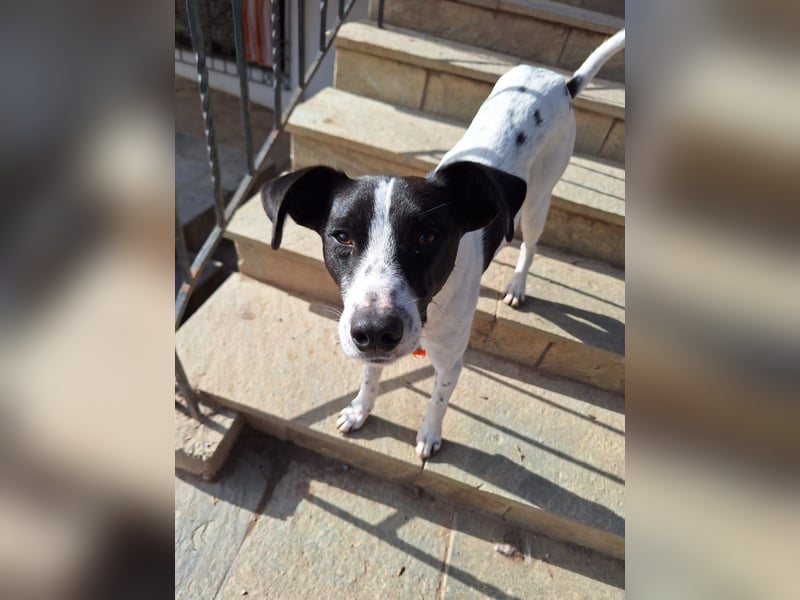 Aufgeweckter Junghund Ozzy