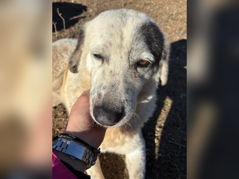 Katia- Senior-Hund sucht endlich Sicherheit & Liebe