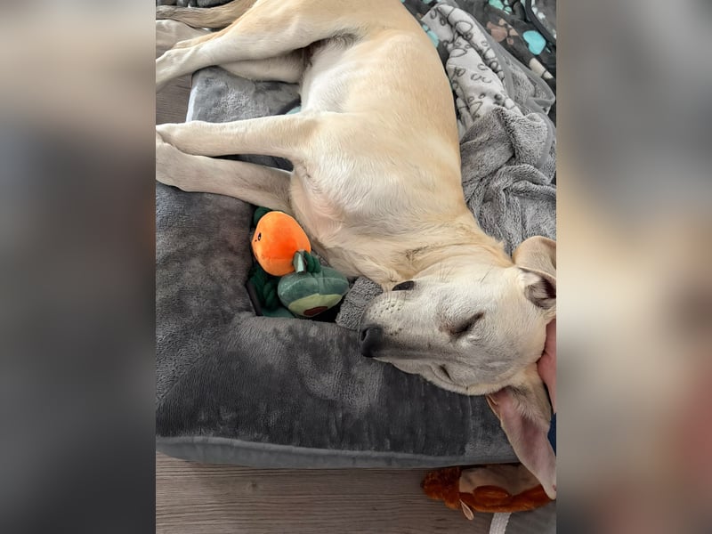 Junghund Lucy: liebevolle Seele braucht einfach eine Chance